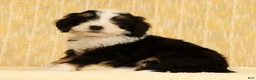 Mini Bernedoodle dogs for sale: Oscar - Ad 5