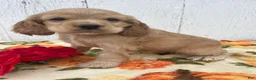 Cocker Spaniel dogs for sale: Izzy - Ad 4