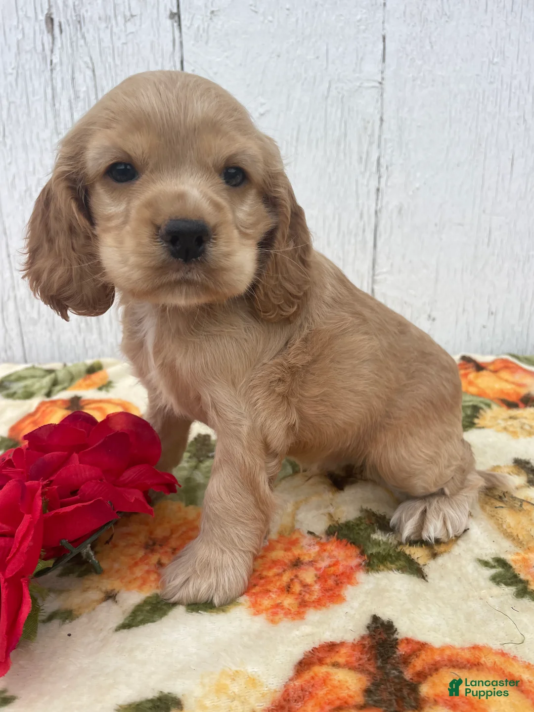 Cocker Spaniel dogs for sale: Izzy - Ad 4