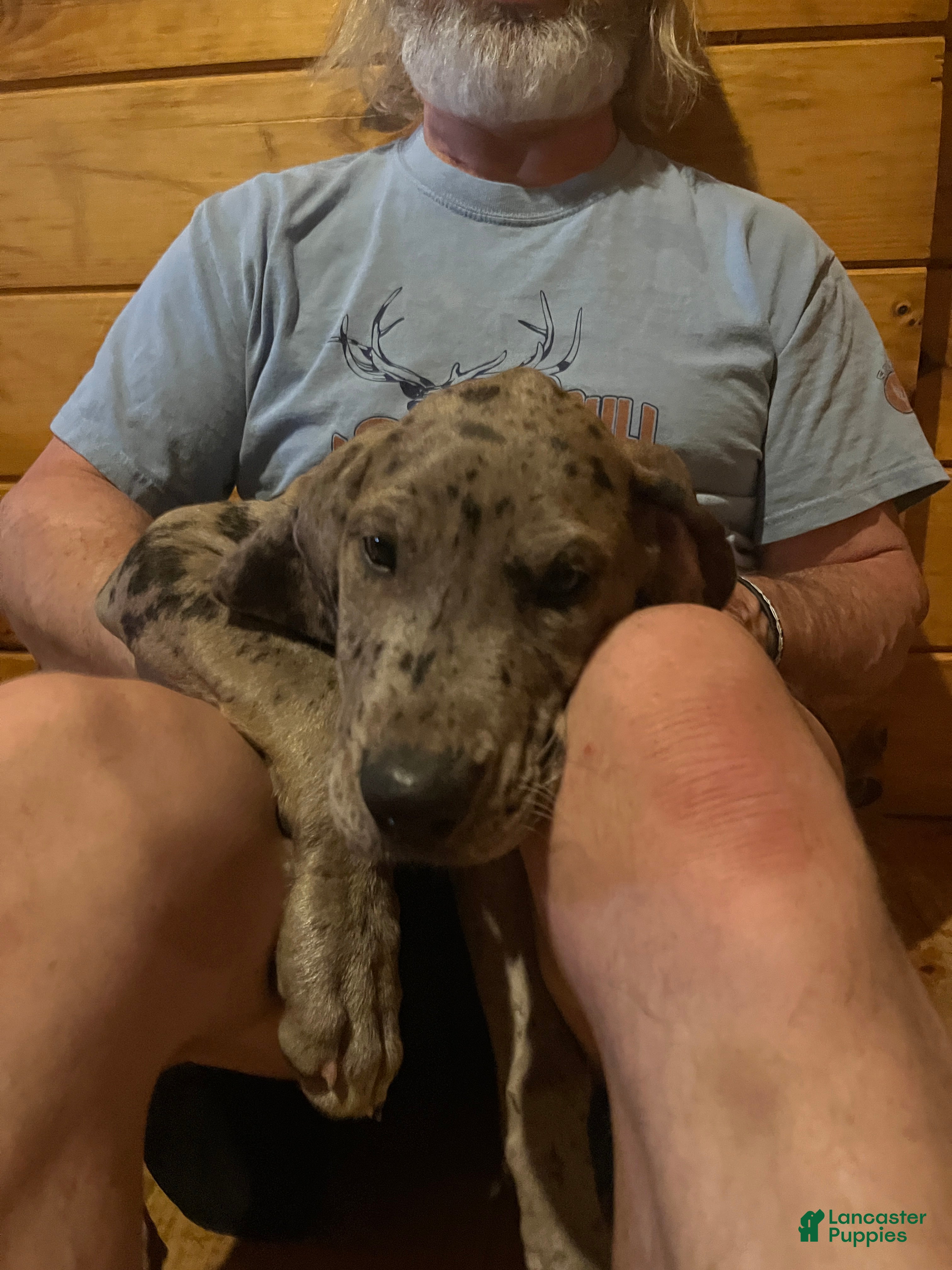 Great Dane dogs Merle - Ad 2