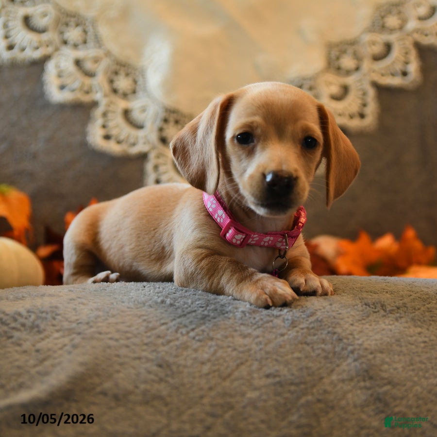 Miniature Dachshund dogs Sugarcube - Ad 2