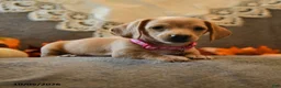 Miniature Dachshund dogs for sale: Sugarcube - Ad 2