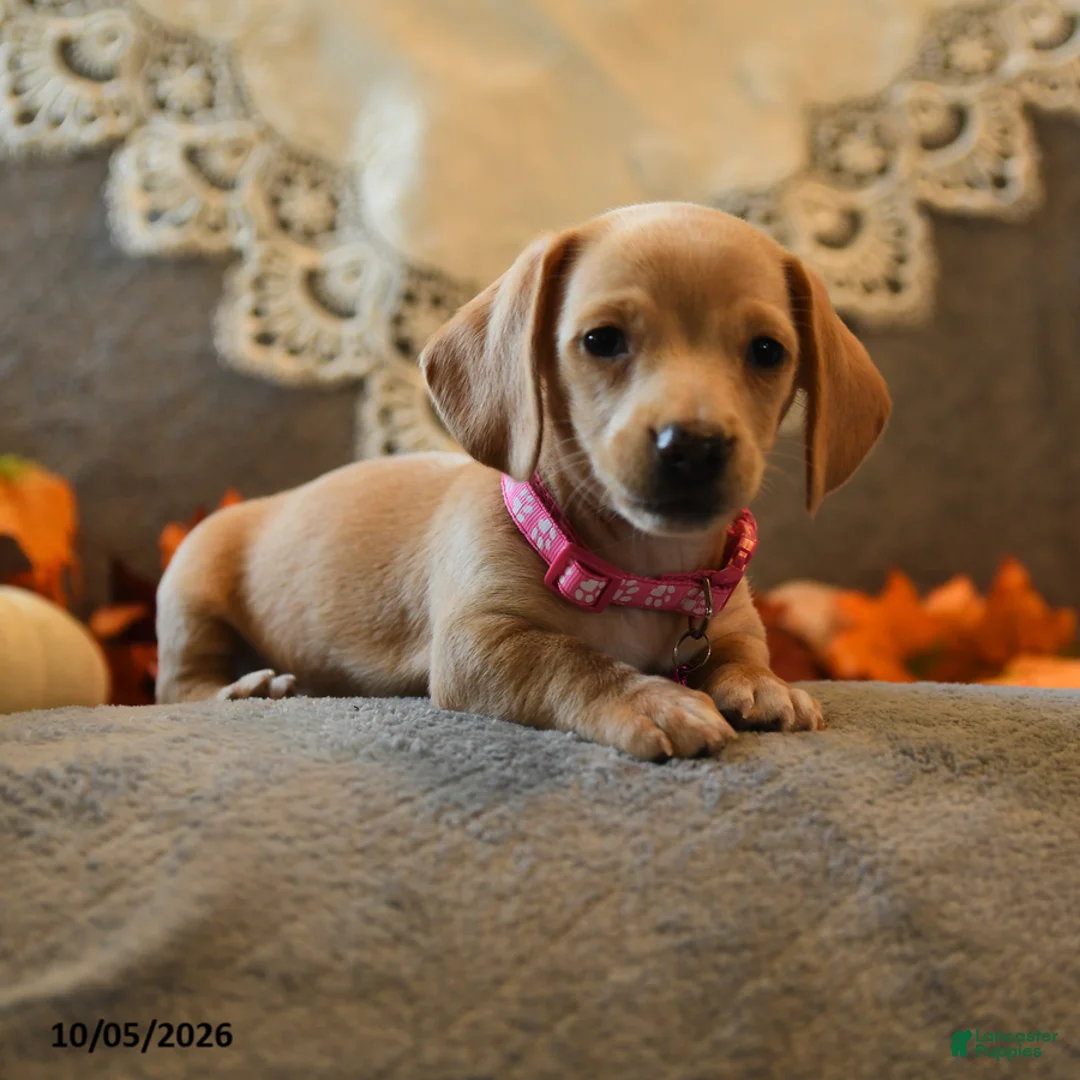 Miniature Dachshund dogs for sale: Sugarcube - Ad 2