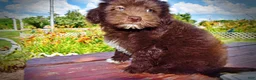Havapoo dogs for sale: Ewok - Ad 16