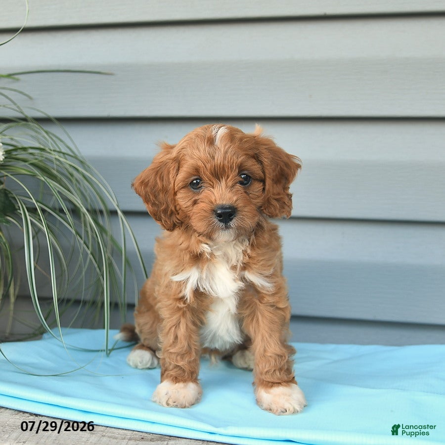 Cavapoo dogs Archer  - Ad 2