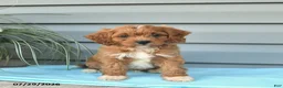 Cavapoo dogs for sale: Archer  - Ad 2