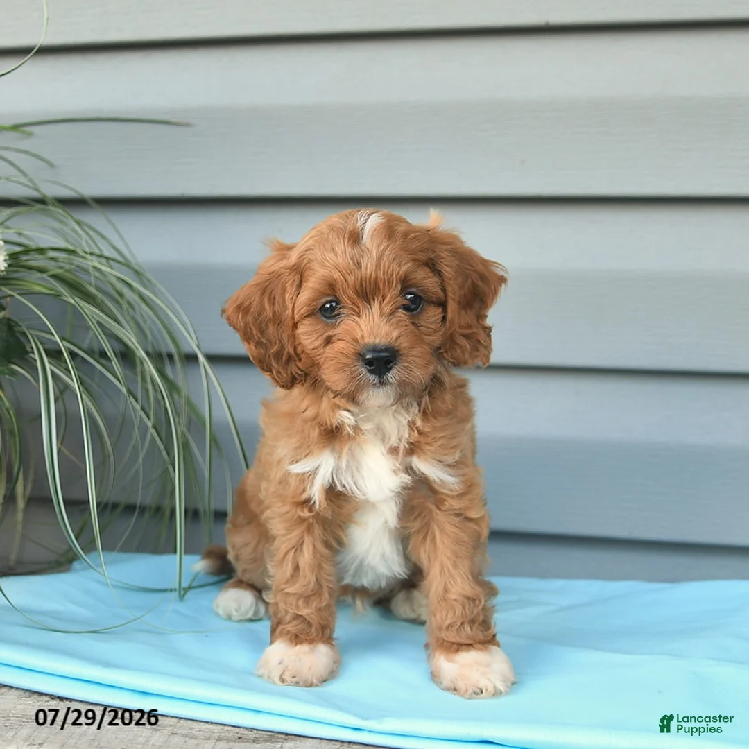 Cavapoo dogs for sale: Archer  - Ad 2