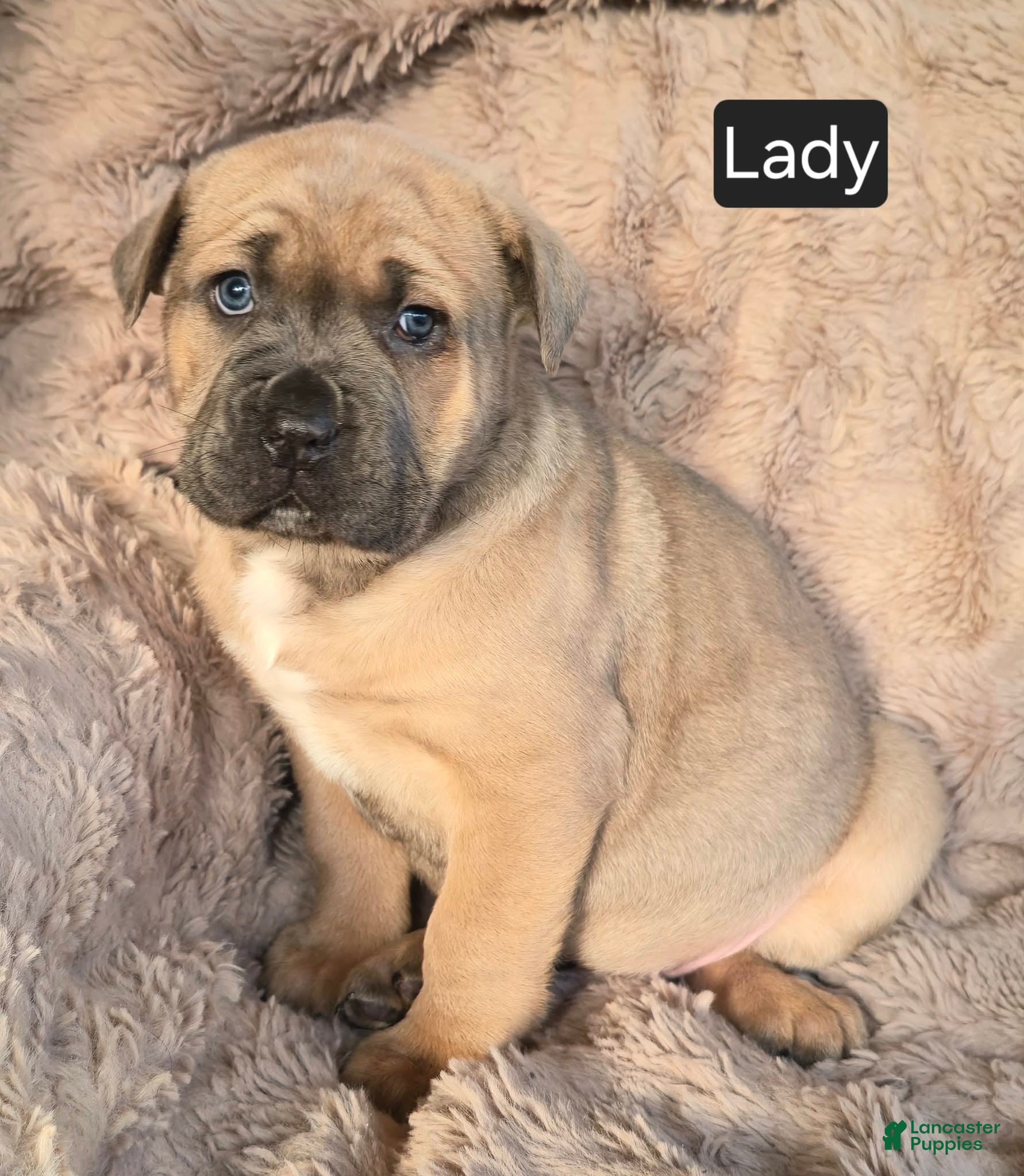 Cane Corso dogs Lady - Ad 19