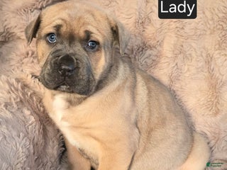 Cane Corso dogs Lady - Ad 19