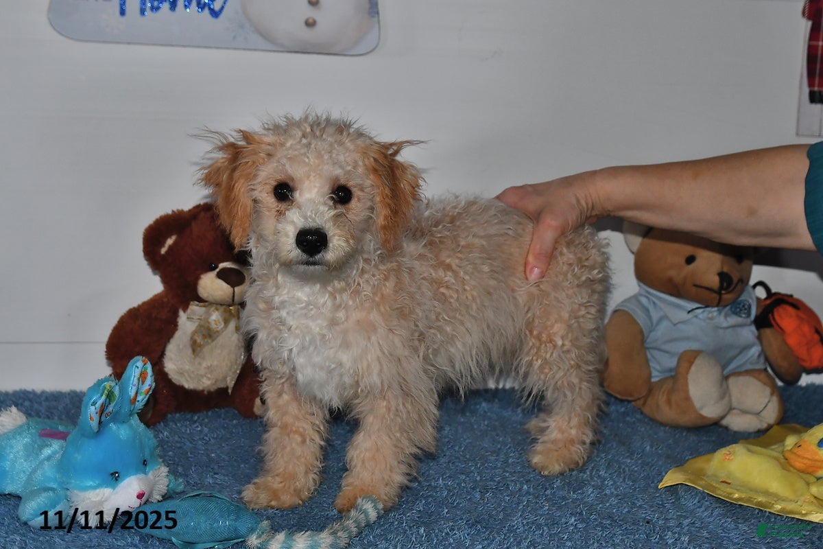 Bichpoo dogs Cowboy - Ad 26