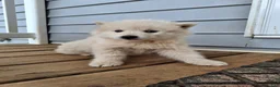 Pomsky dogs for sale: Derby - Ad 5