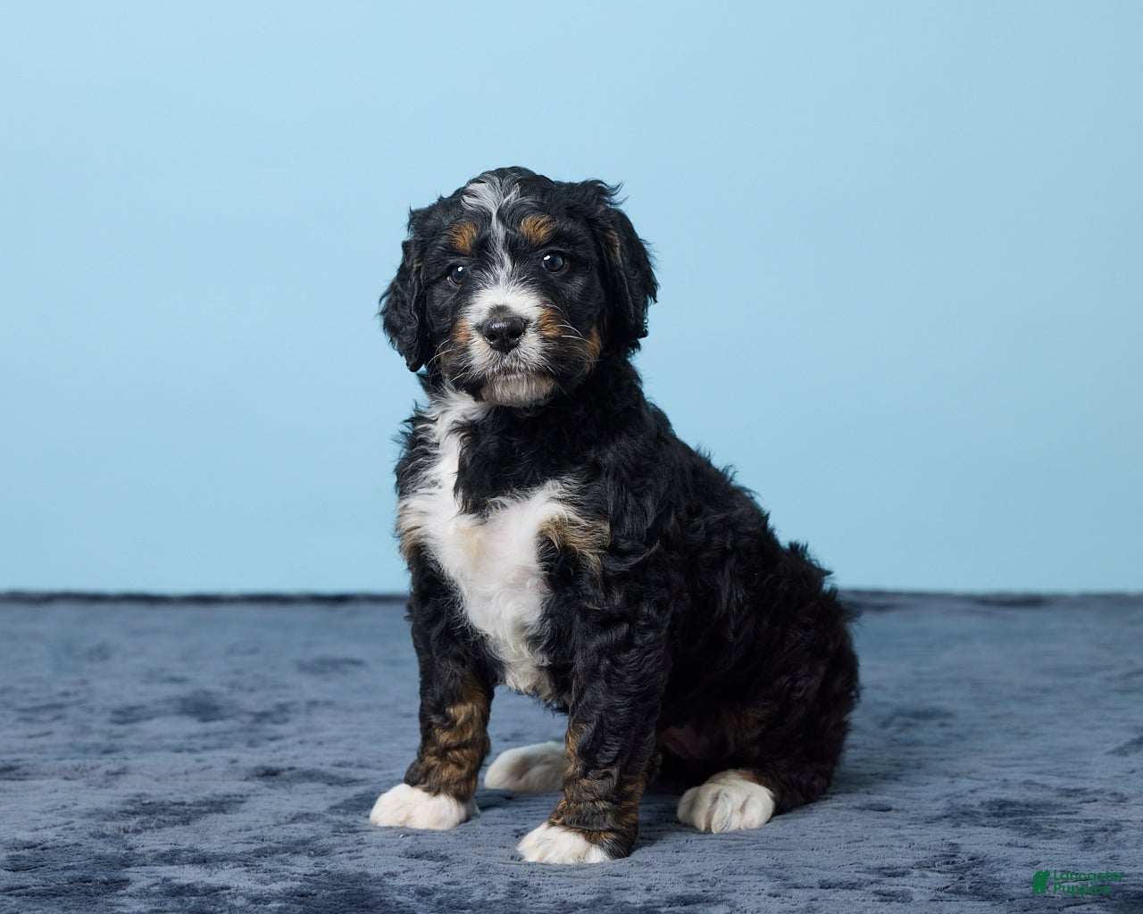 Bernedoodle dogs Jewel - Ad 2
