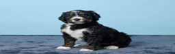 Bernedoodle dogs for sale: Jewel - Ad 2
