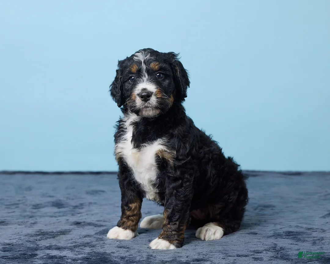 Bernedoodle dogs for sale: Jewel - Ad 2