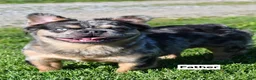 Mixed Breed dogs for sale: Theo - Ad 10