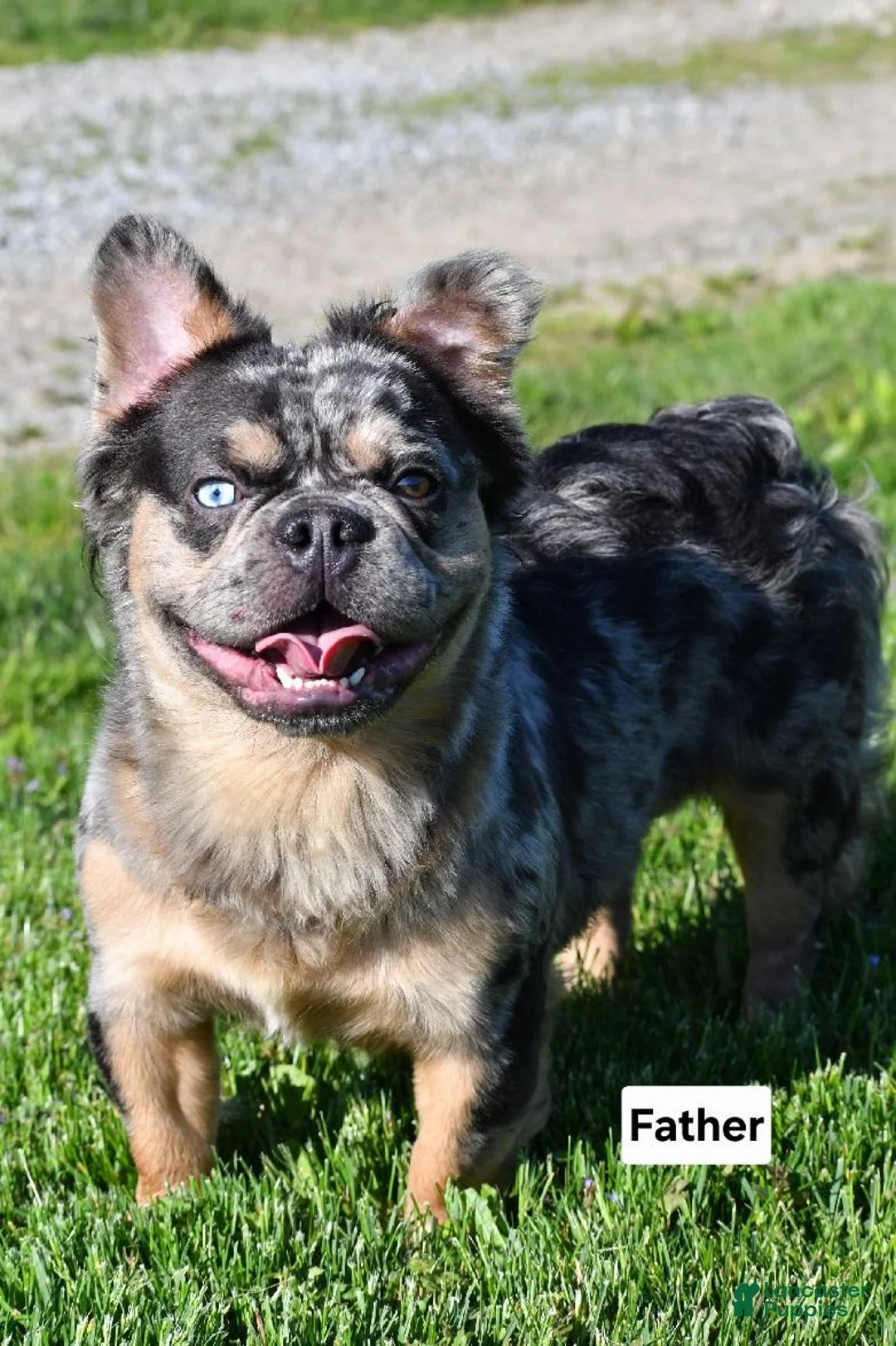 Mixed Breed dogs for sale: Theo - Ad 10
