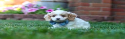 Cavapoo dogs for sale: Tracker - Ad 7