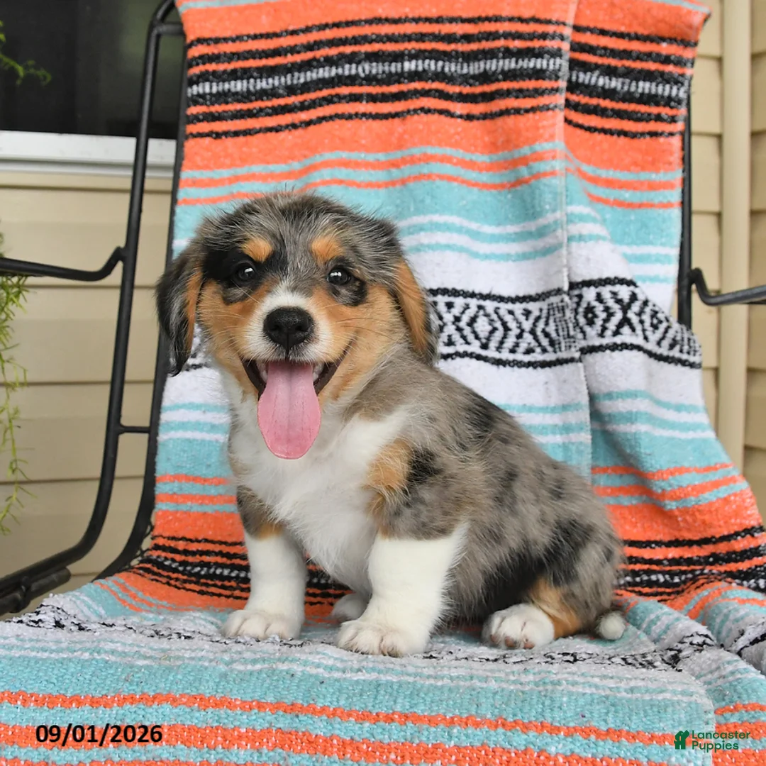 Mixed Breed dogs for sale: Tilly - Ad 3