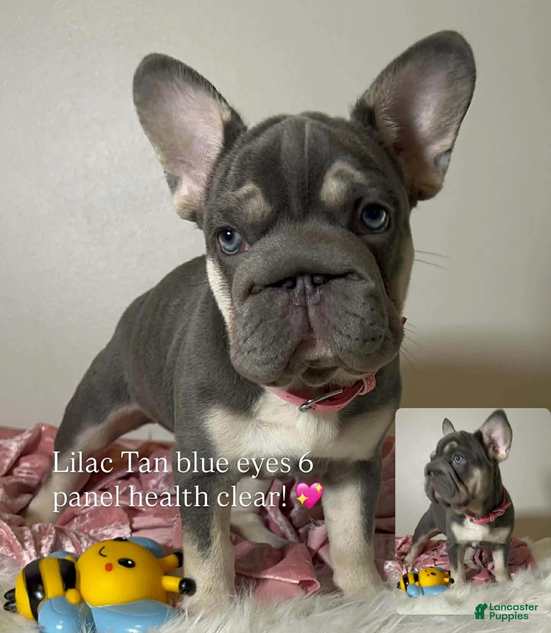 French Bulldog dogs for sale: French Bulldog Puppy Elsa Lilac Tan Big Rope Blue eyes 6 panel clear - Ad 1