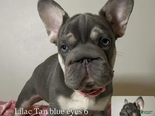 French Bulldog dogs French Bulldog Puppy Elsa Lilac Tan Big Rope Blue eyes 6 panel clear - Ad 29
