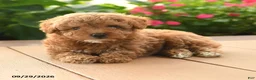 Toy Poodle dogs for sale: Remy - Ad 1