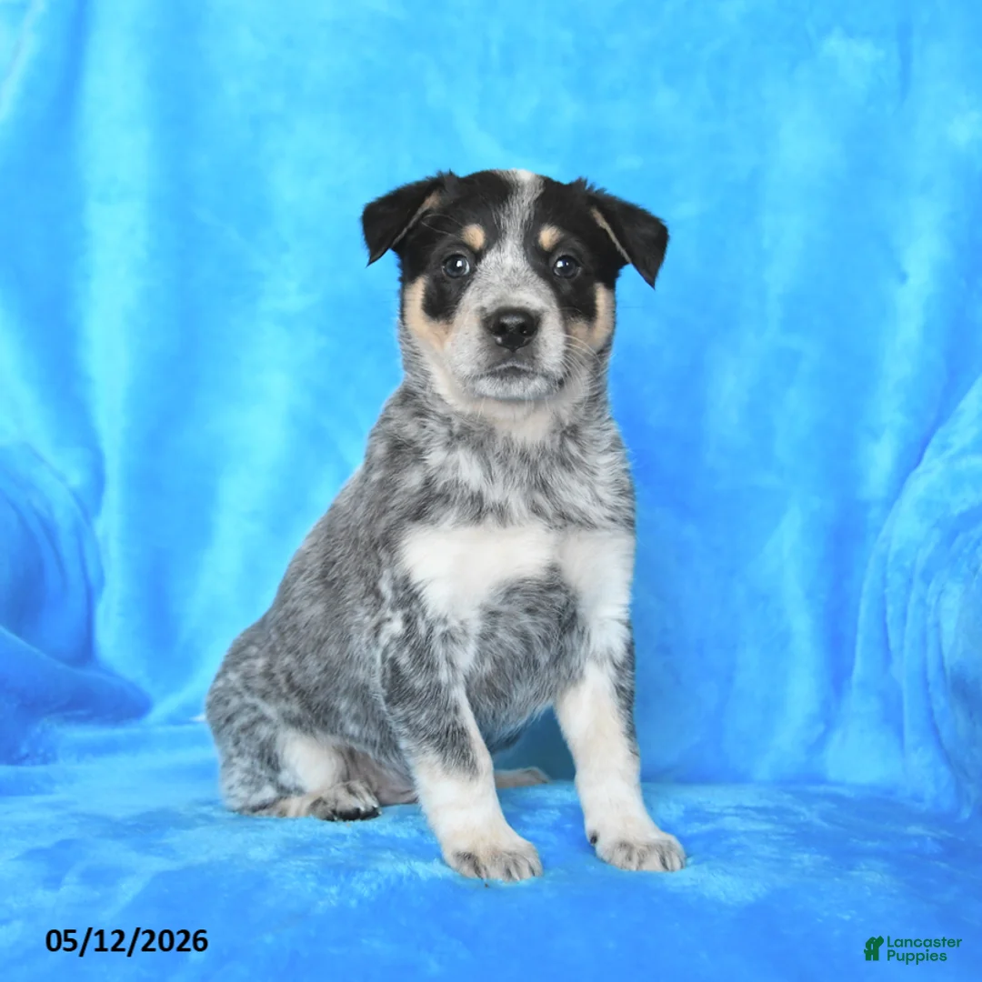 Australian Cattle Dog dogs for sale: Max - Ad 2