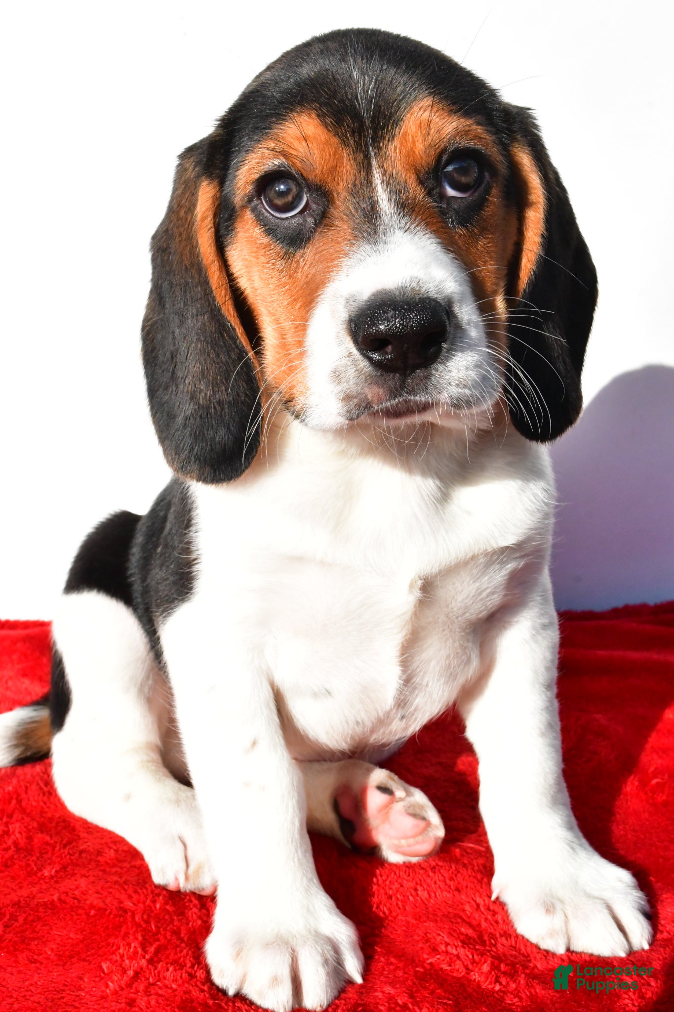 Beagle dogs for sale: Marvin - Ad 3