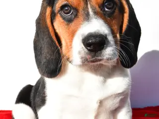 Beagle dogs for sale: Marvin - Ad 3