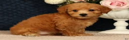 Bichpoo dogs for sale: Jasmine - Ad 4