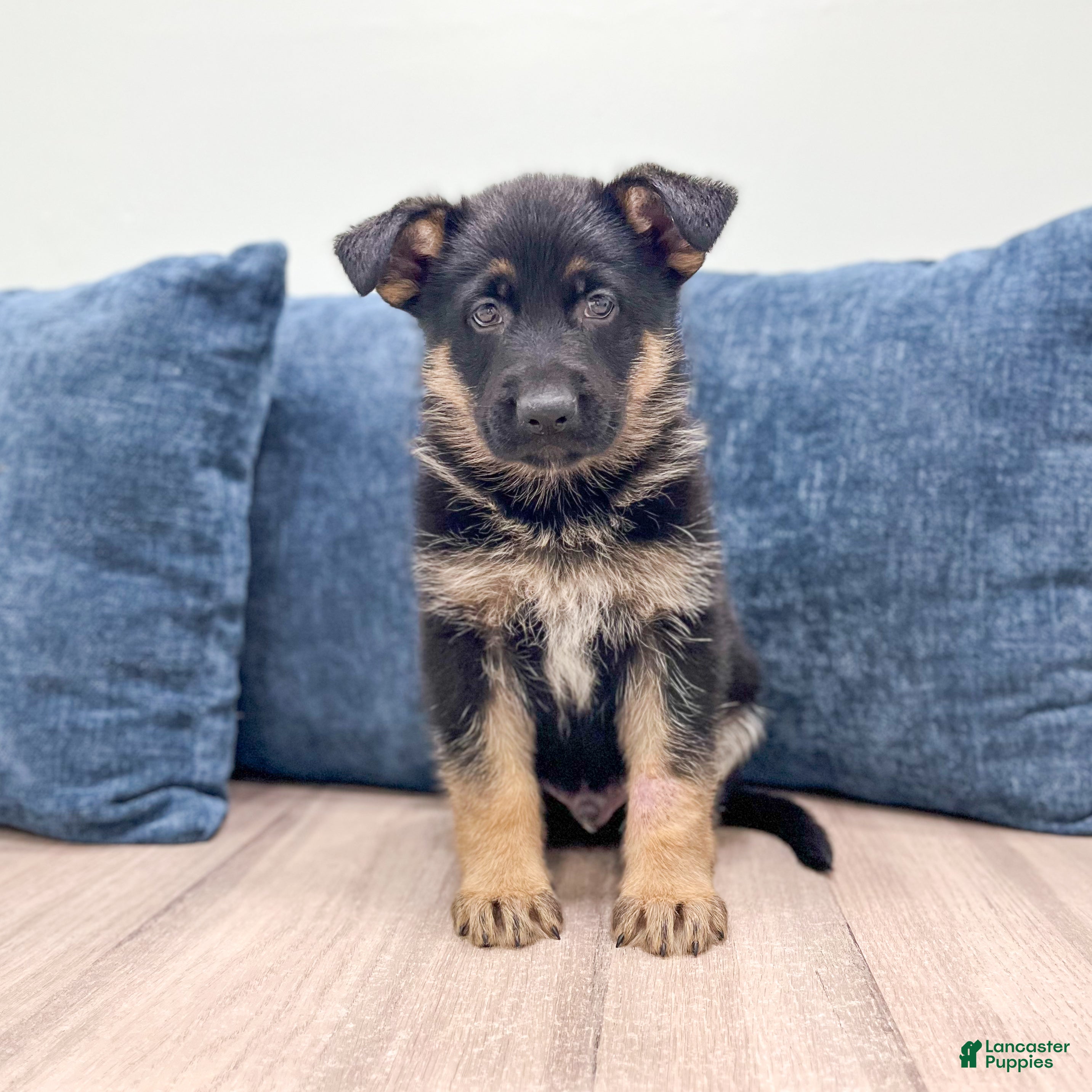 German Shepherd dogs Kendon - Ad 1