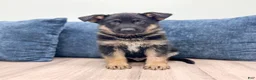 German Shepherd dogs for sale: Kendon - Ad 1