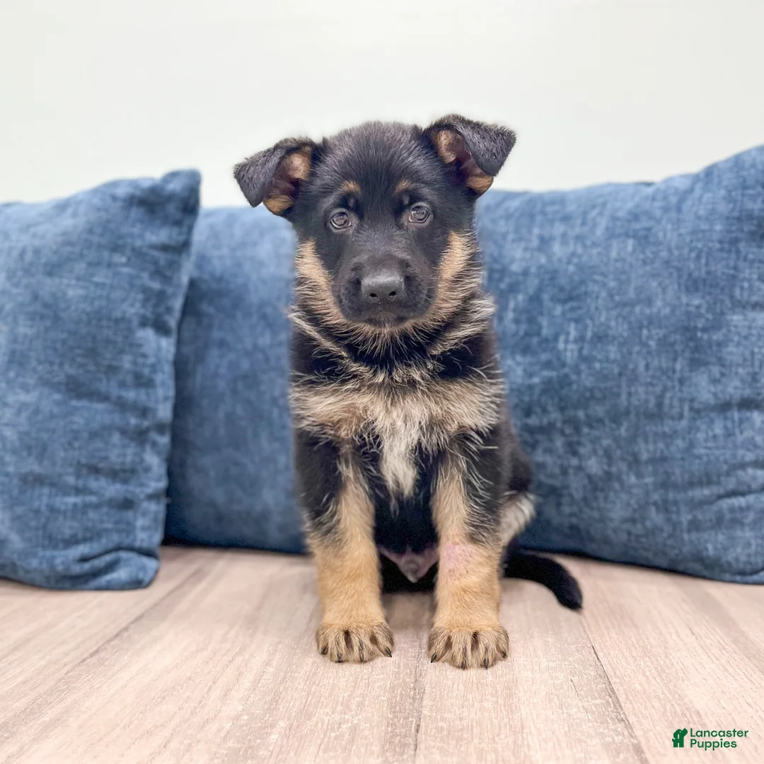 German Shepherd dogs for sale: Kendon - Ad 1