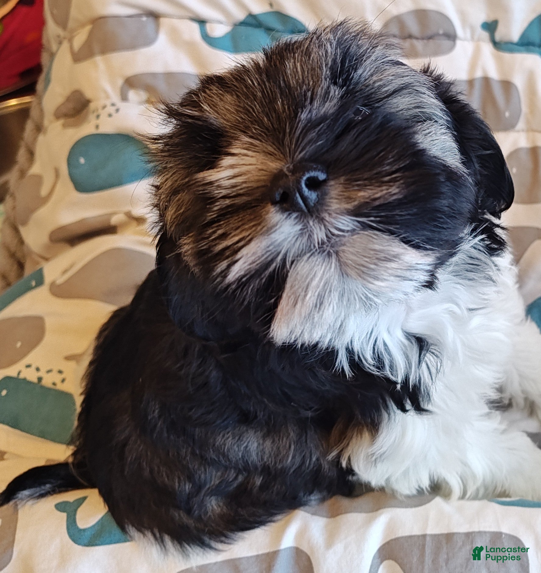 Miniature Schnauzer dogs Miniature Schnauzer Girl 1 - Ad 3