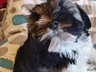 Miniature Schnauzer dogs Miniature Schnauzer Girl 1 - Ad 3