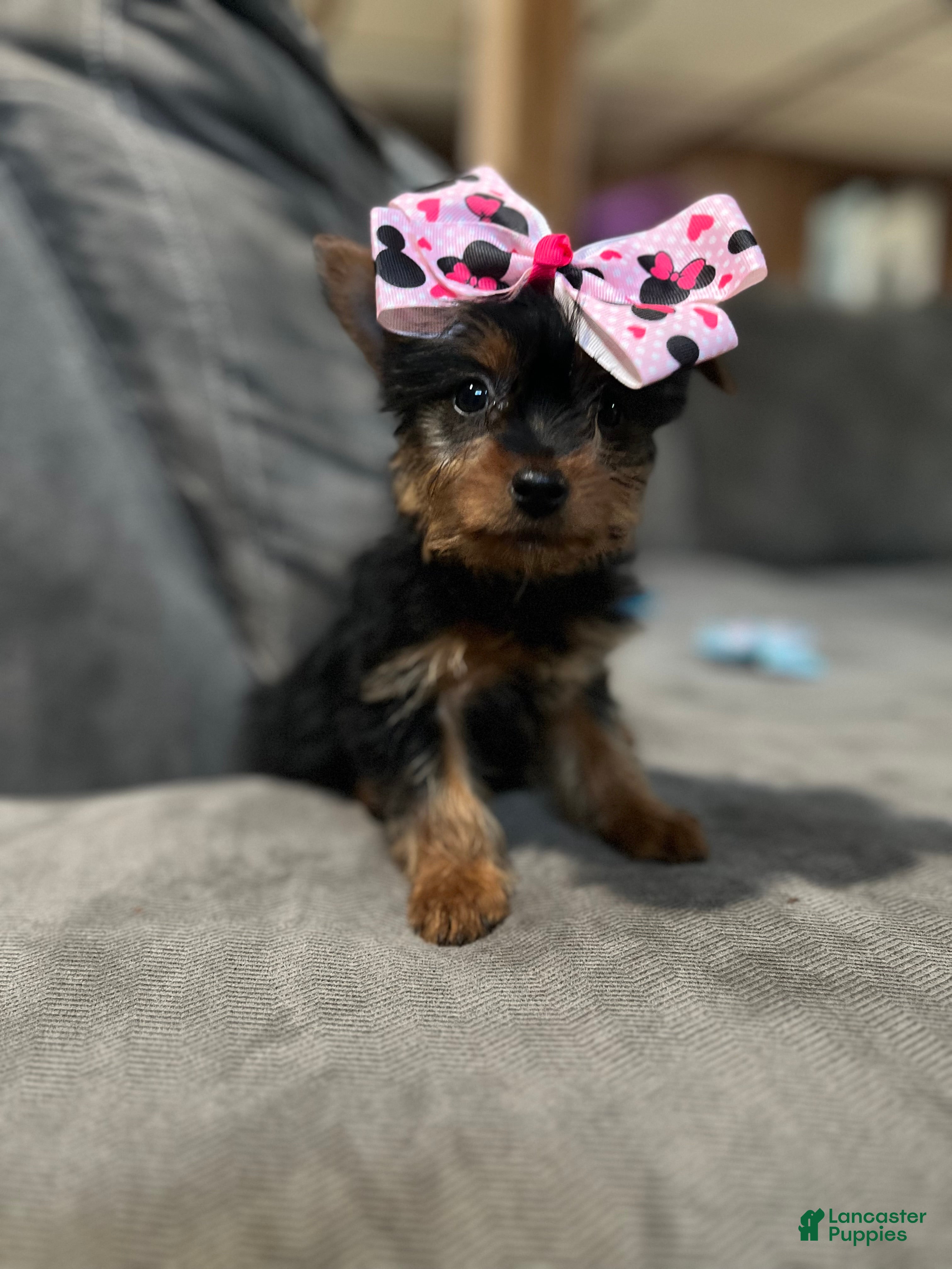 Yorkshire Terrier dogs Yorkshire Terrier Puppy 2 - Ad 2