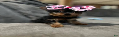 Yorkshire Terrier Puppy 2