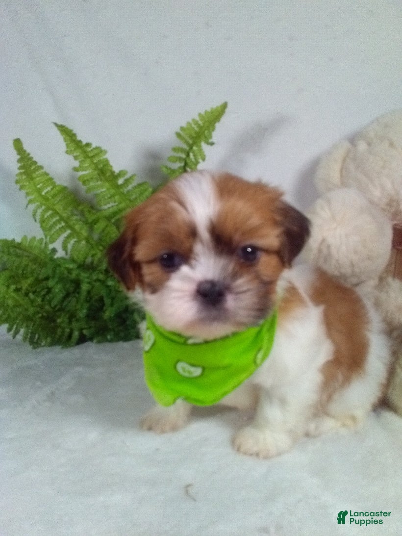 Shih Tzu dogs Carlos - Ad 15