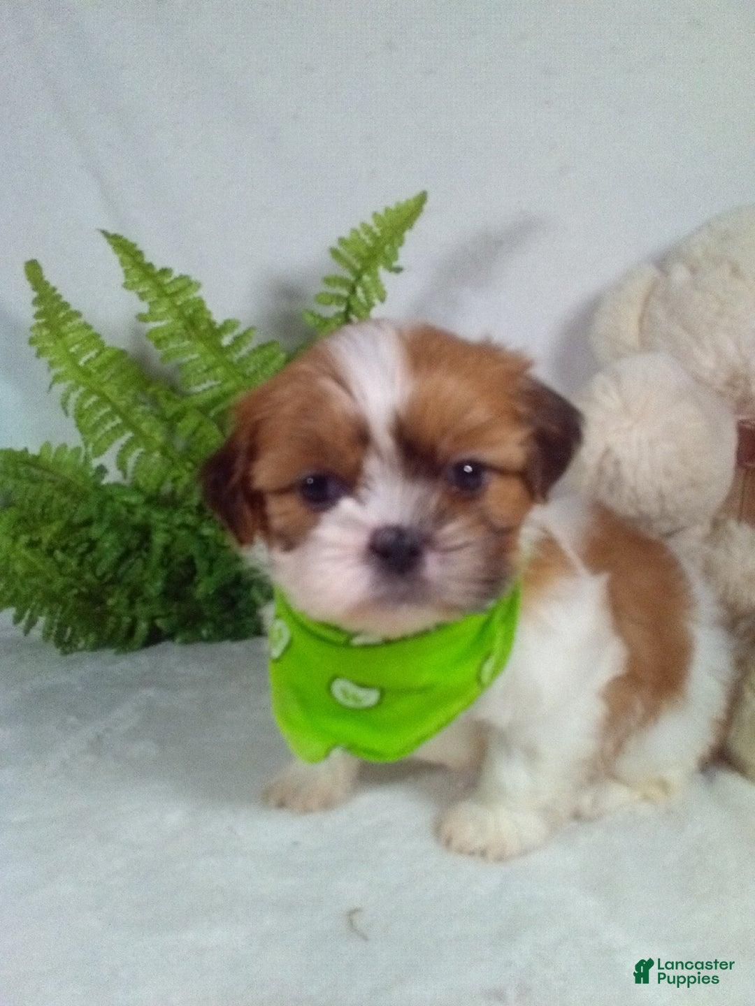 Shih Tzu dogs for sale: Carlos - Ad 1