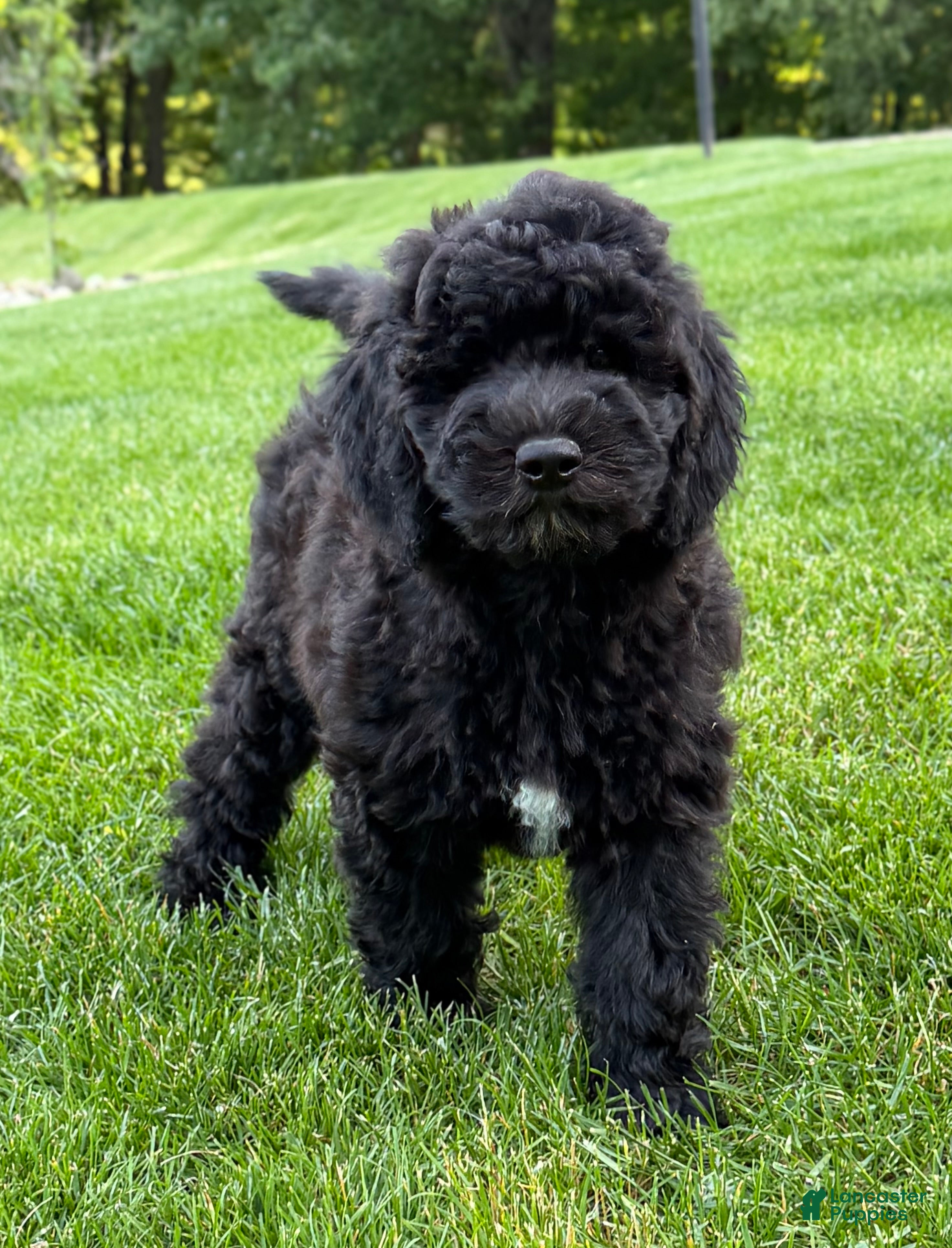 Goldendoodle dogs Willow  - Ad 1