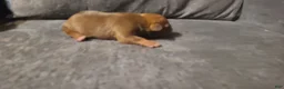 American Bully dogs for sale: Alice - Ad 6