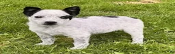 Mixed Breed dogs for sale: Spot - Ad 4