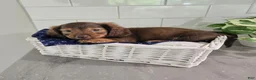 Miniature Dachshund dogs for sale: Miniature Dachshund 4 - Ad 3
