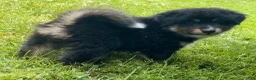 Mixed Breed dogs for sale: Bear - Ad 5