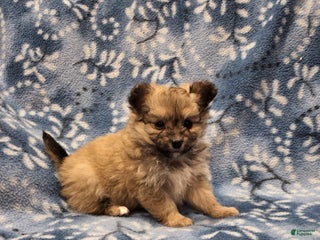 Pomapoo dogs - Ad 30