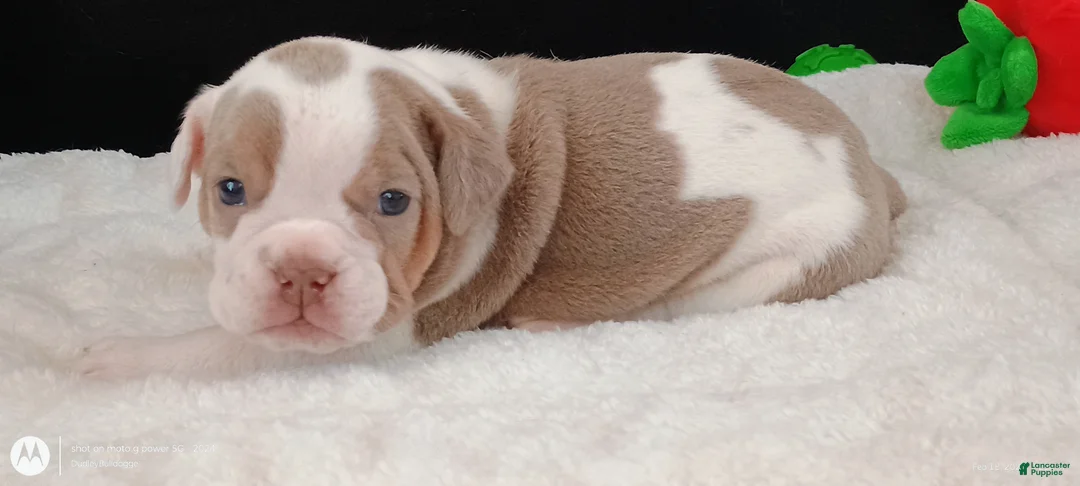 Olde English Bulldogge dogs for sale: Dudley Bulldogges Beyla - Ad 2