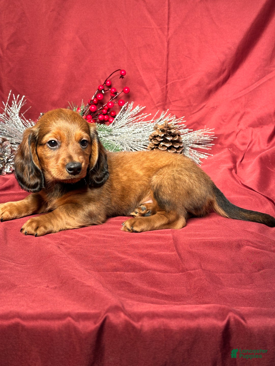 Miniature Dachshund dogs for sale: Jake - Ad 5