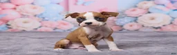 Boxer dogs for sale: Jax - Ad 3