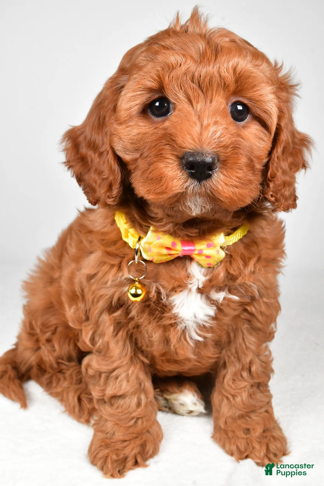 Cavapoo dogs for sale: Buddy  f one b - Ad 1