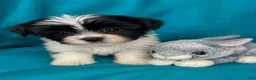 Biewer Terrier dogs for sale: Meadow - Ad 1