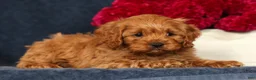 Cavapoo dogs for sale: Parker - Ad 5